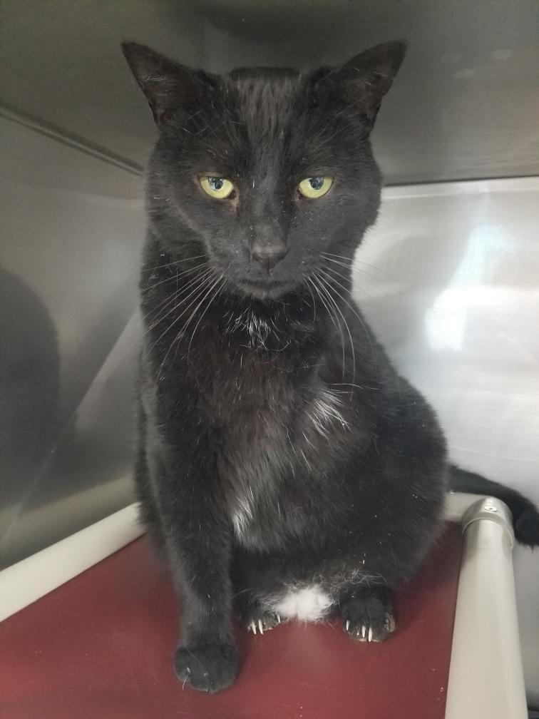 Enlarge Cole, a Adoptable mixed breed in New Manchester, WV image 4/4