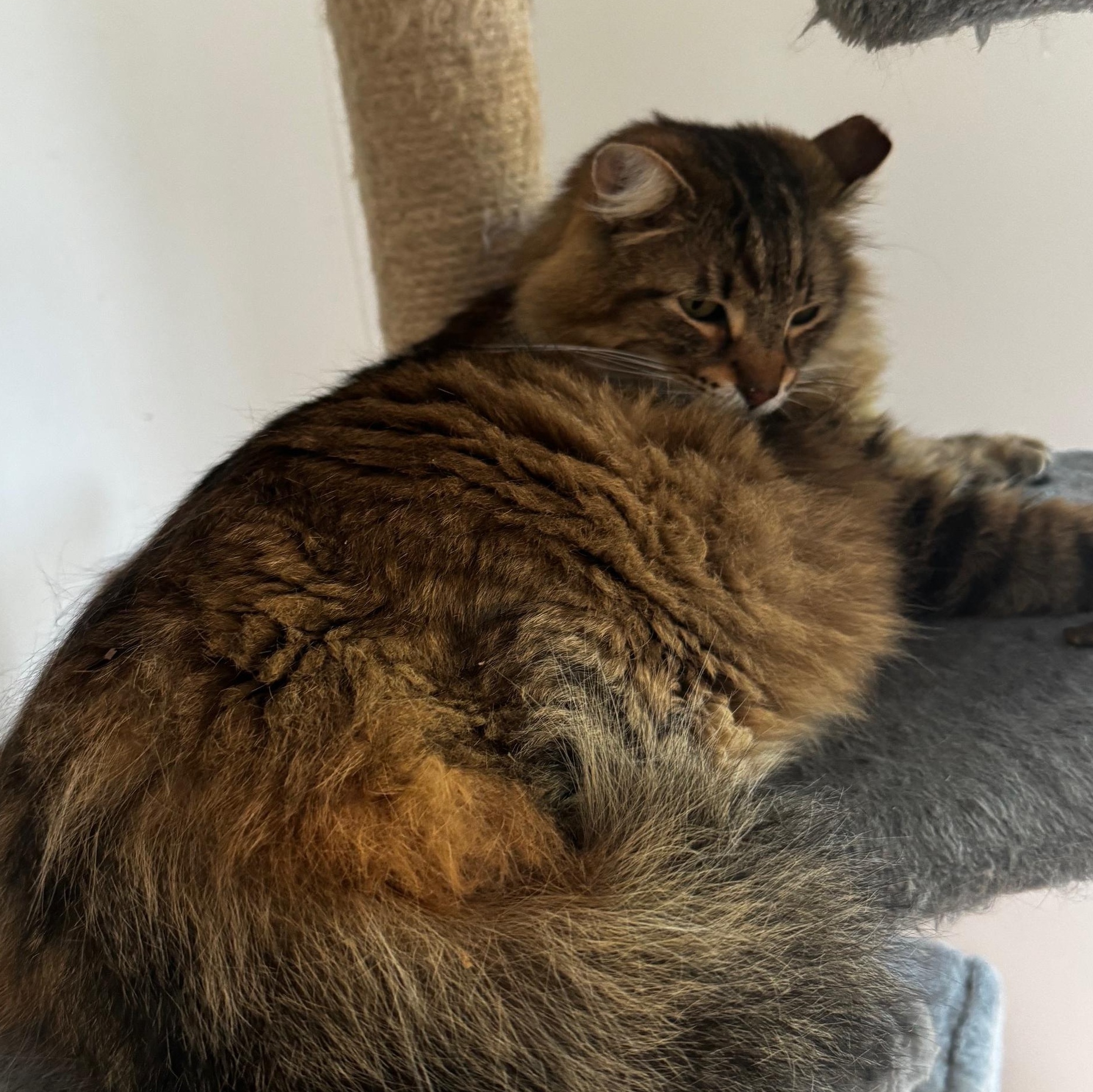 Mufasa, a Adopted Domestic Long Hair in Tracy, CA image 1/3