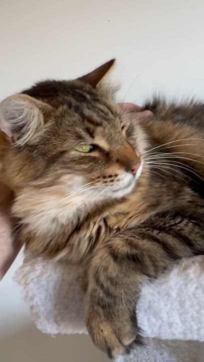 Enlarge Mufasa, a Adopted Domestic Long Hair in Tracy, CA video 3/3