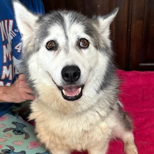 Enlarge Isha, a ADOPTABLE Husky in Rocky Point, NY image 5/5