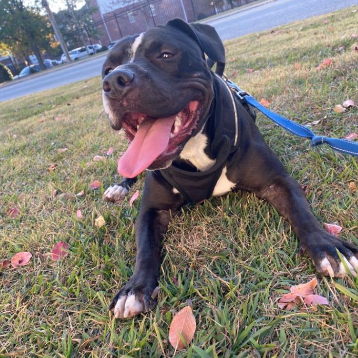 Phinia, Adoptable, Adult Female Mixed Breed.