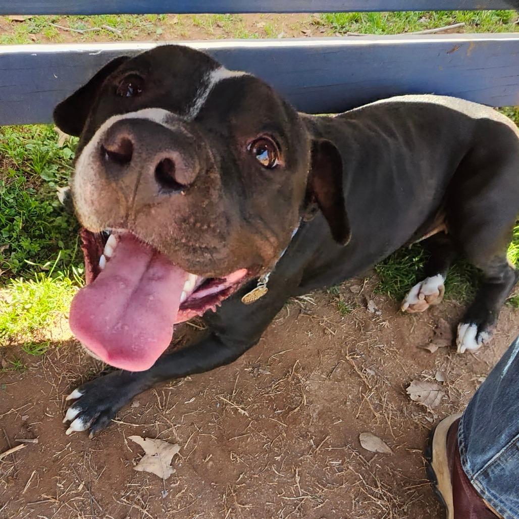 Phinia, Adoptable, Adult Female Mixed Breed.