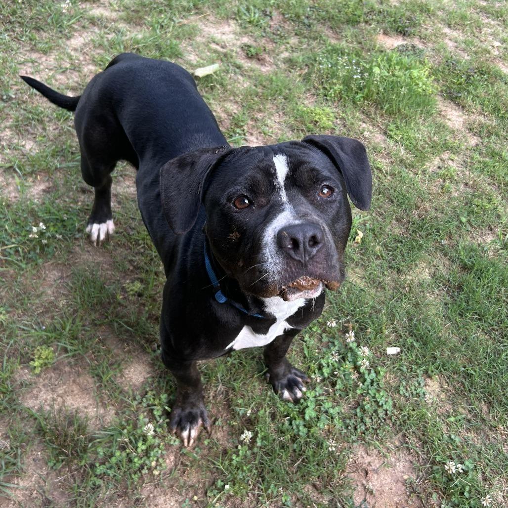 Phinia, Adoptable, Adult Female Mixed Breed.