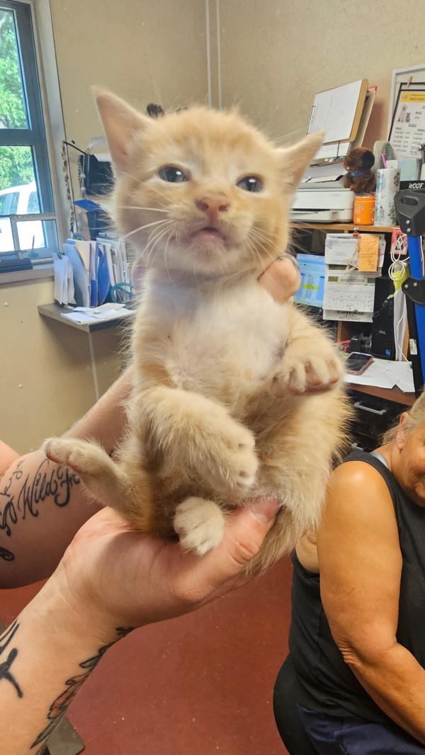 Sleepy, Adoptable, Kitten Male Domestic Short Hair.