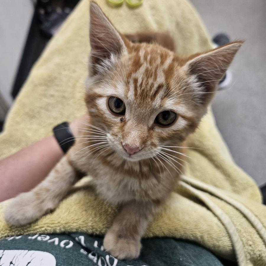 Romance, Adoptable, Kitten Male Domestic Short Hair.