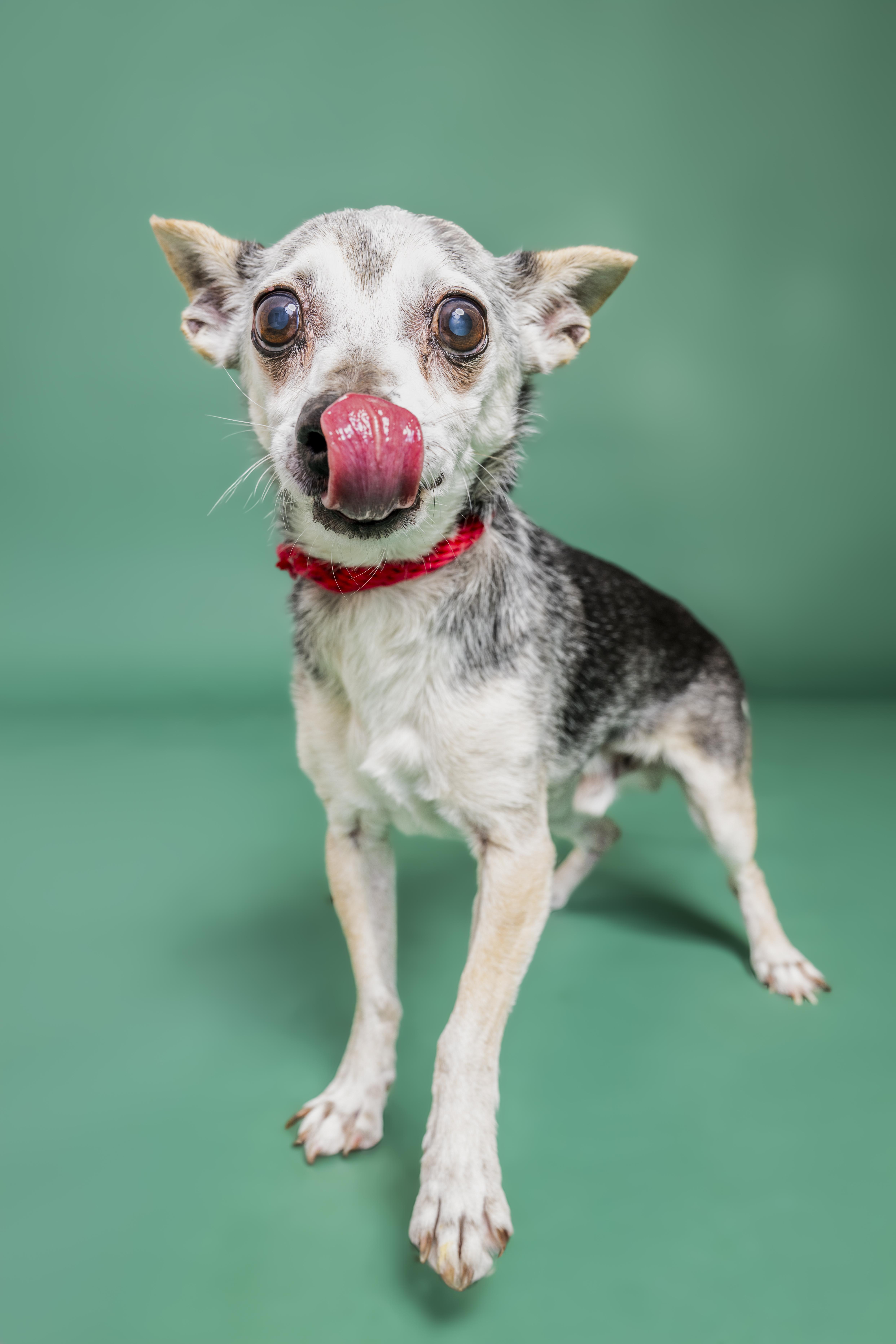 Harrison, Adoptable, Senior Male Chihuahua.