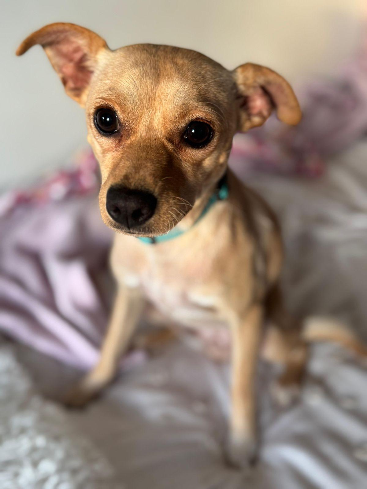 Enlarge Maybelline, a ADOPTABLE mixed breed in Los Angeles, CA image 2/6