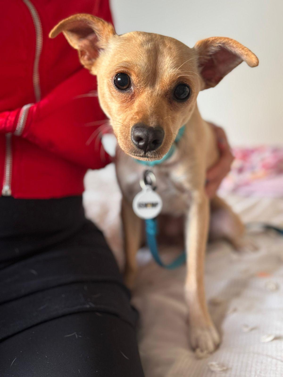 Enlarge Maybelline, a ADOPTABLE mixed breed in Los Angeles, CA image 6/6