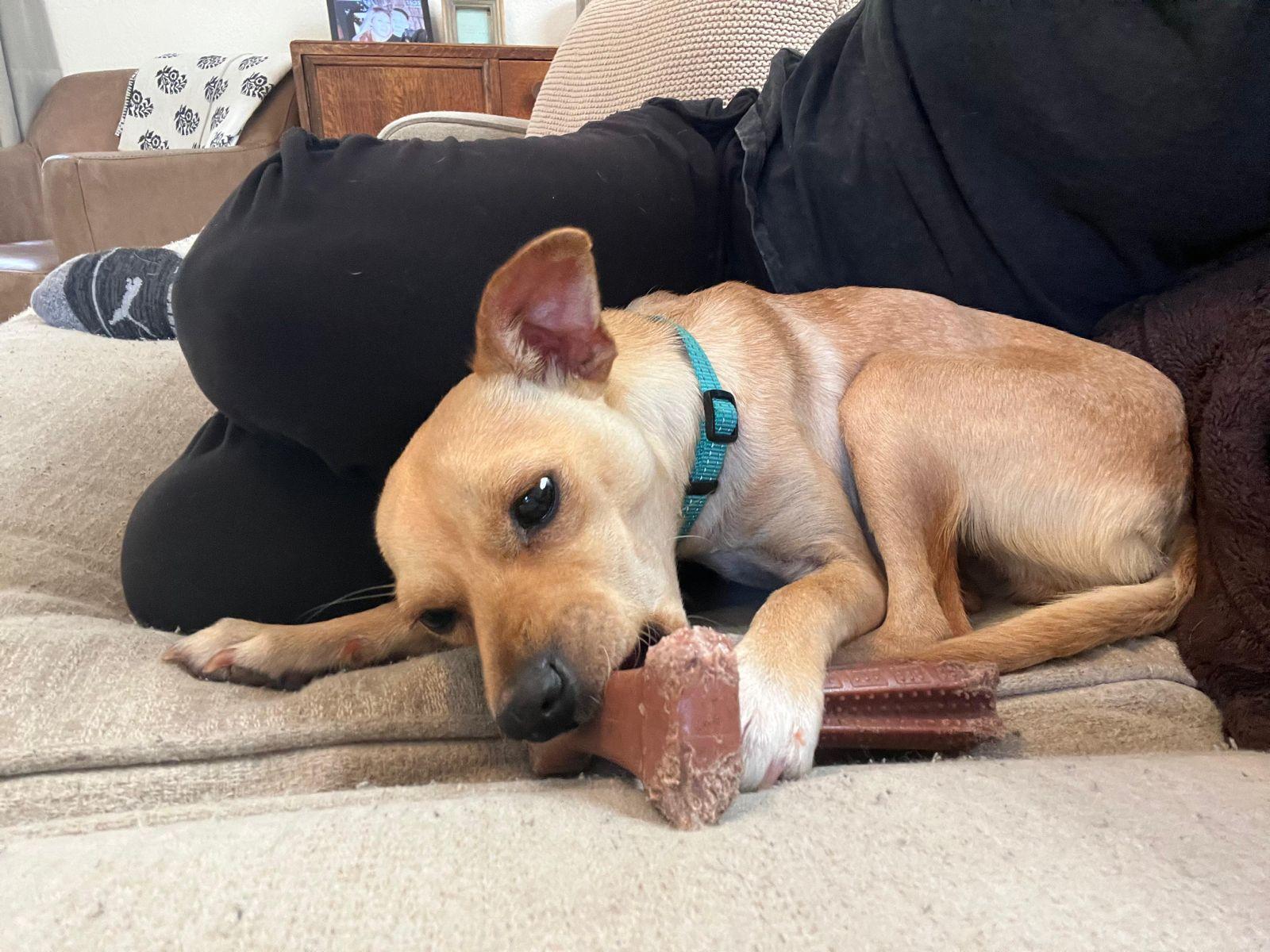 Enlarge Maybelline, a ADOPTABLE mixed breed in Los Angeles, CA image 3/6