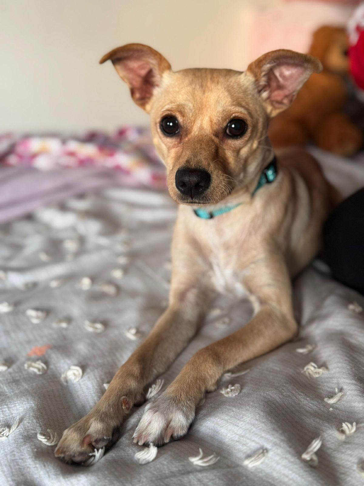 Enlarge Maybelline, a ADOPTABLE mixed breed in Los Angeles, CA image 1/6