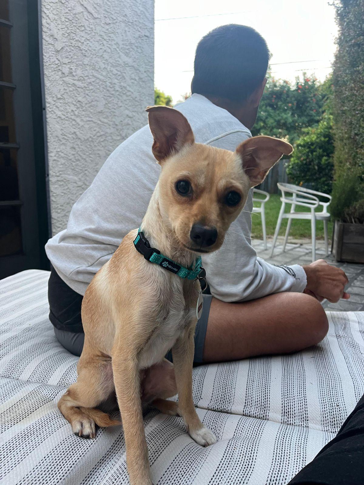 Enlarge Maybelline, a ADOPTABLE mixed breed in Los Angeles, CA image 4/6