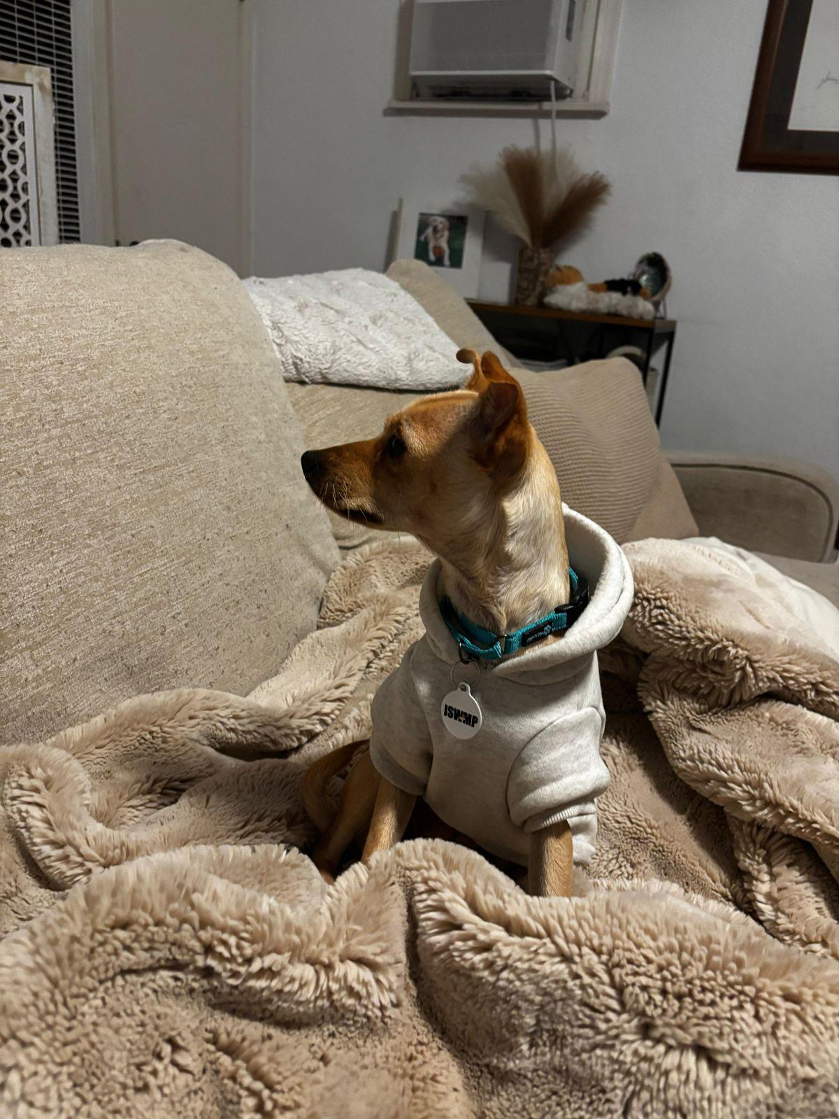 Enlarge Maybelline, a ADOPTABLE mixed breed in Los Angeles, CA image 5/6