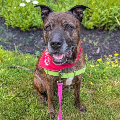 Fenrir in Maine, ADOPTABLE, Adult Male Mixed Breed.
