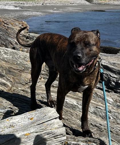Fenrir in Maine, ADOPTABLE, Adult Male Mixed Breed.