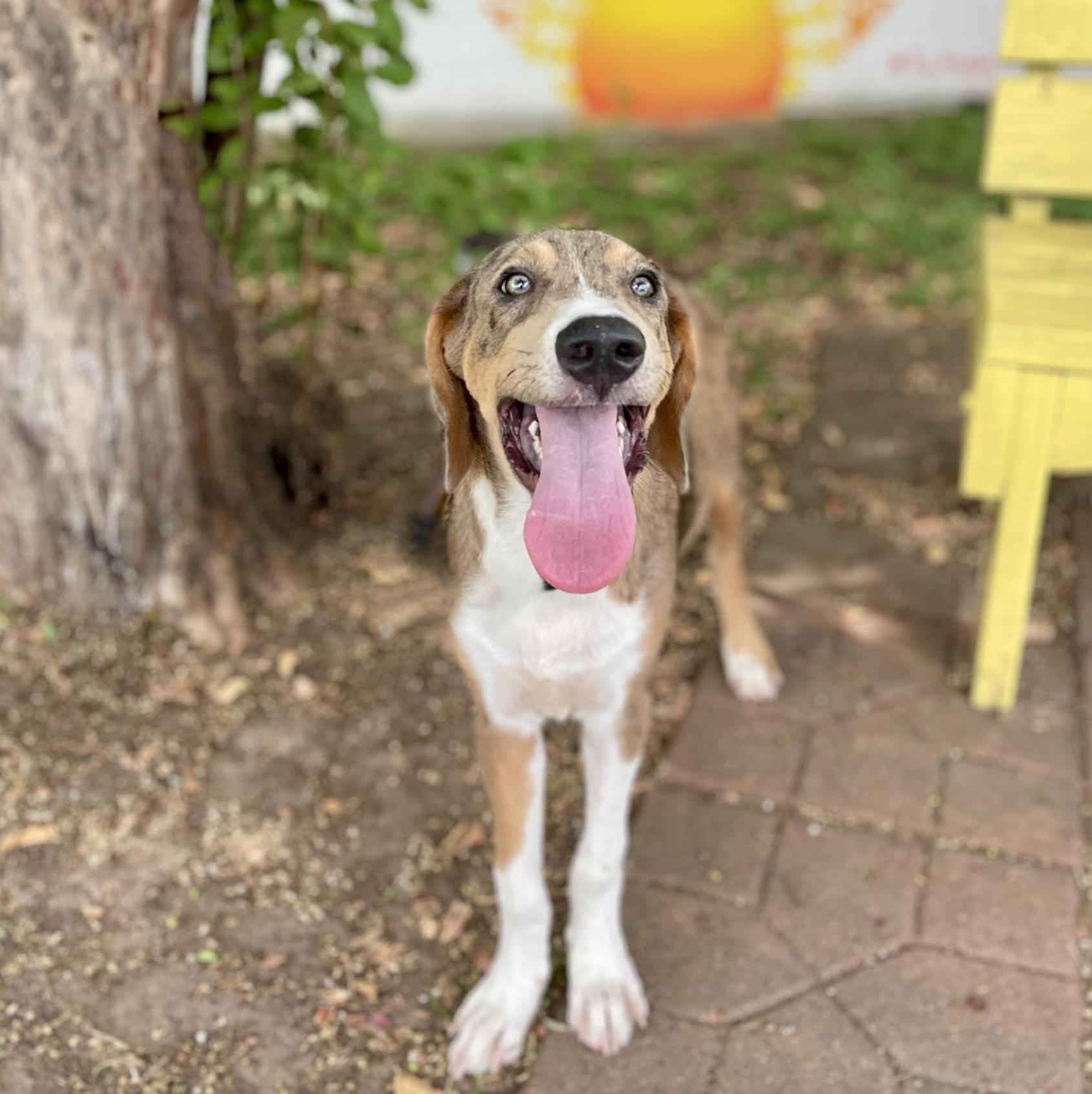 Dhaka (URGENT), a Adopted mixed breed in Boston, MA image 2/4