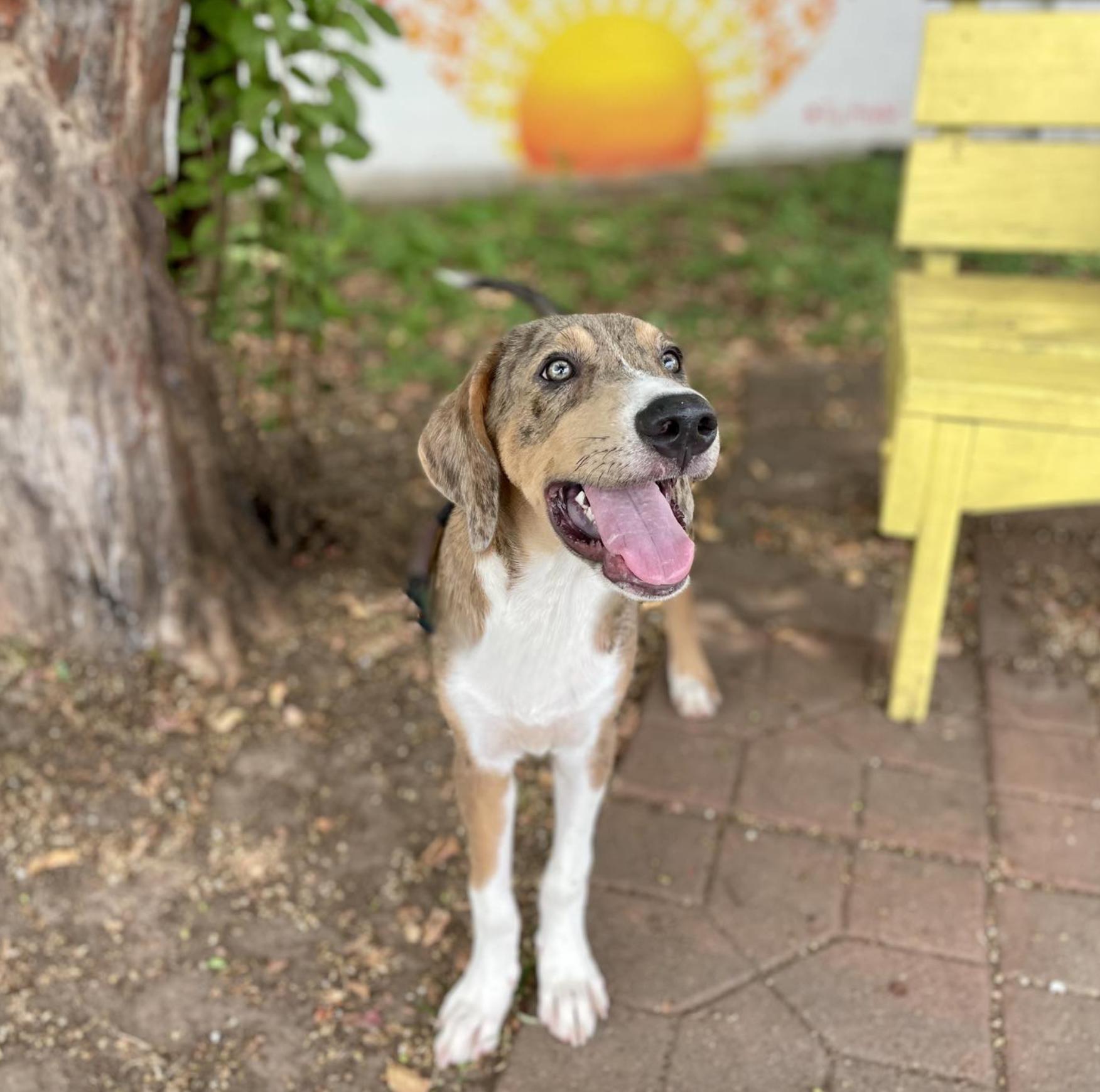 Dhaka (URGENT), a Adopted mixed breed in Boston, MA image 3/4