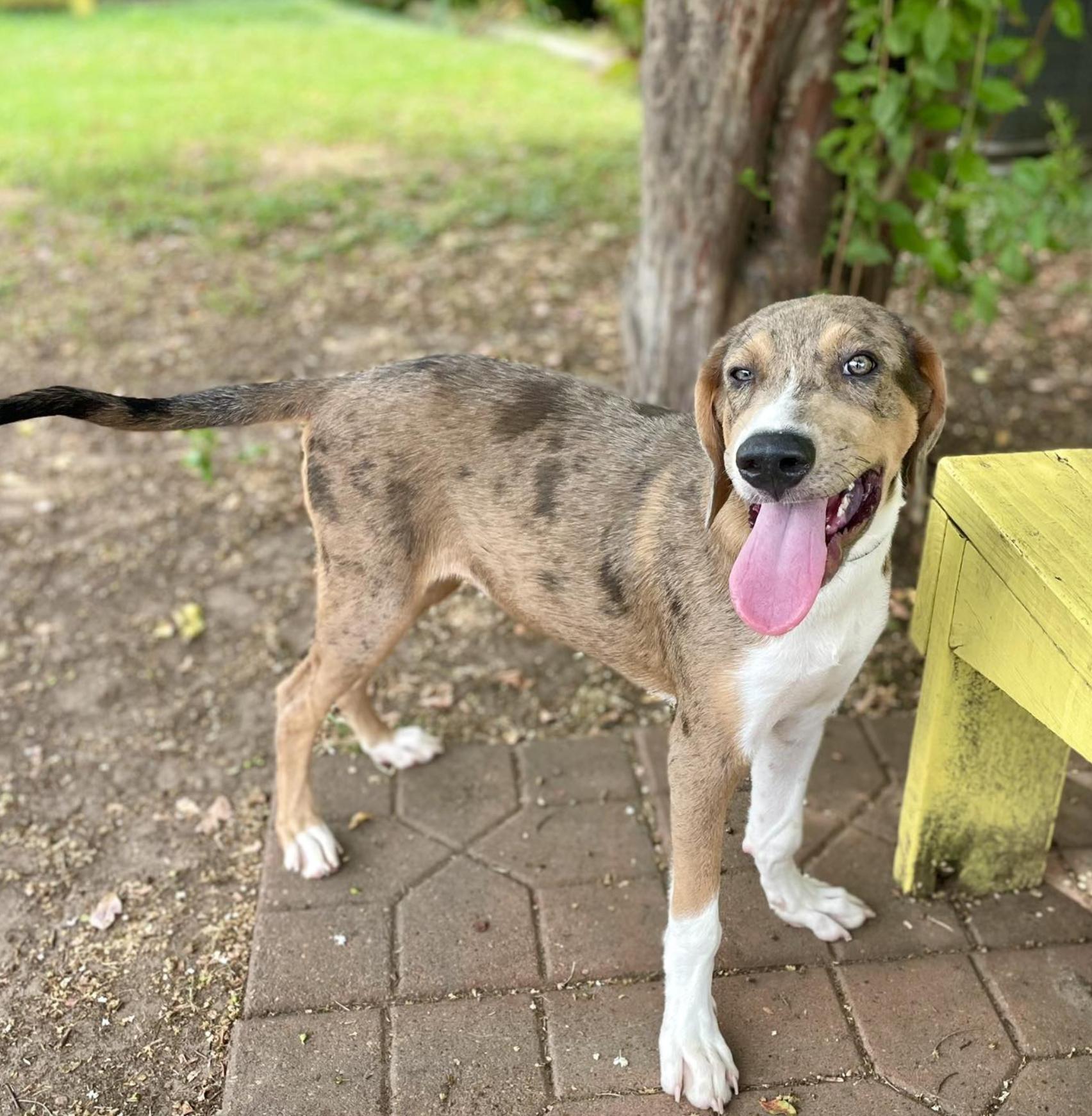 Dhaka (URGENT), a Adopted mixed breed in Boston, MA image 4/4