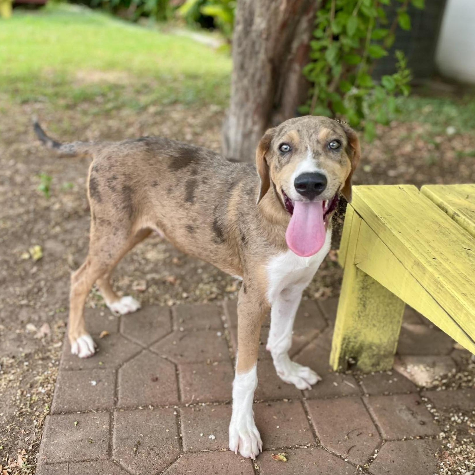 Dhaka (URGENT), Adopted, Puppy Male Catahoula Leopard Dog.