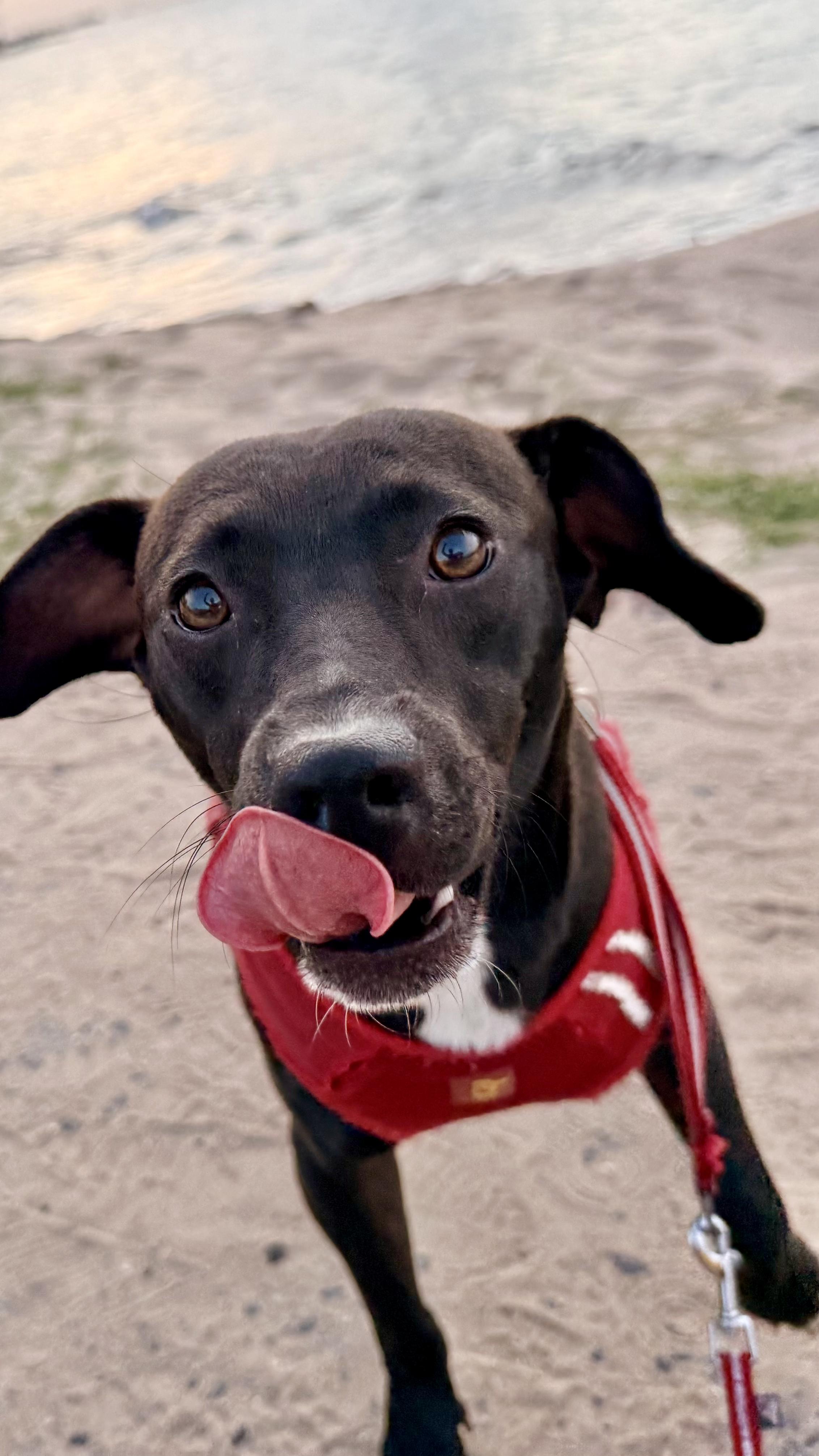 Buddy Boy - Loving, Smart, Cuddly, Small, vaccinated & neutered - LOW FEE, a Adoptable mixed breed in Isabela, PR image 4/6