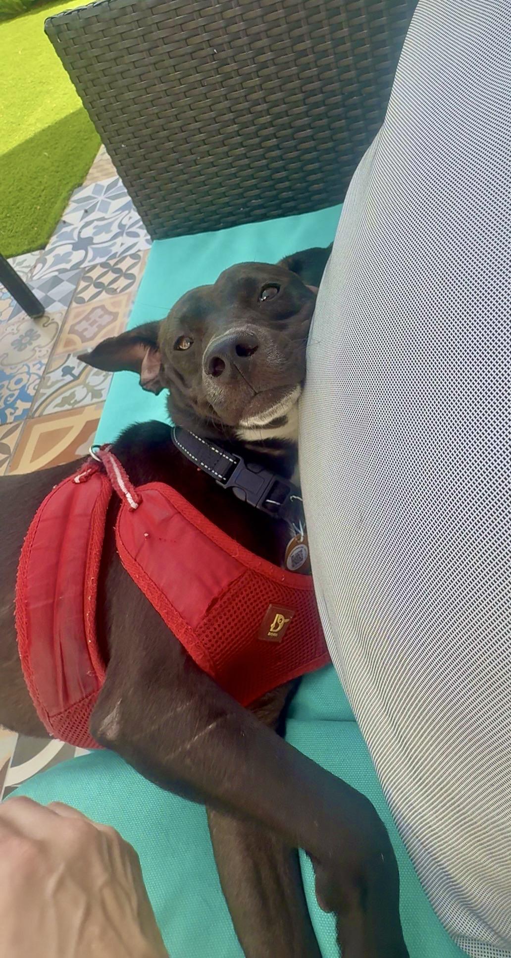 Buddy Boy - Loving, Smart, Cuddly, Small, vaccinated & neutered - LOW FEE, a Adoptable mixed breed in Isabela, PR image 6/6