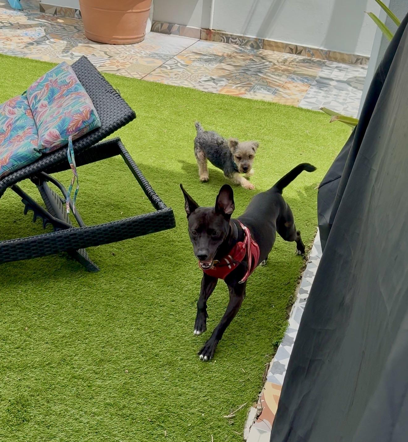 Buddy Boy - Loving, Smart, Cuddly, Small, vaccinated & neutered - LOW FEE, a Adoptable mixed breed in Isabela, PR image 5/6