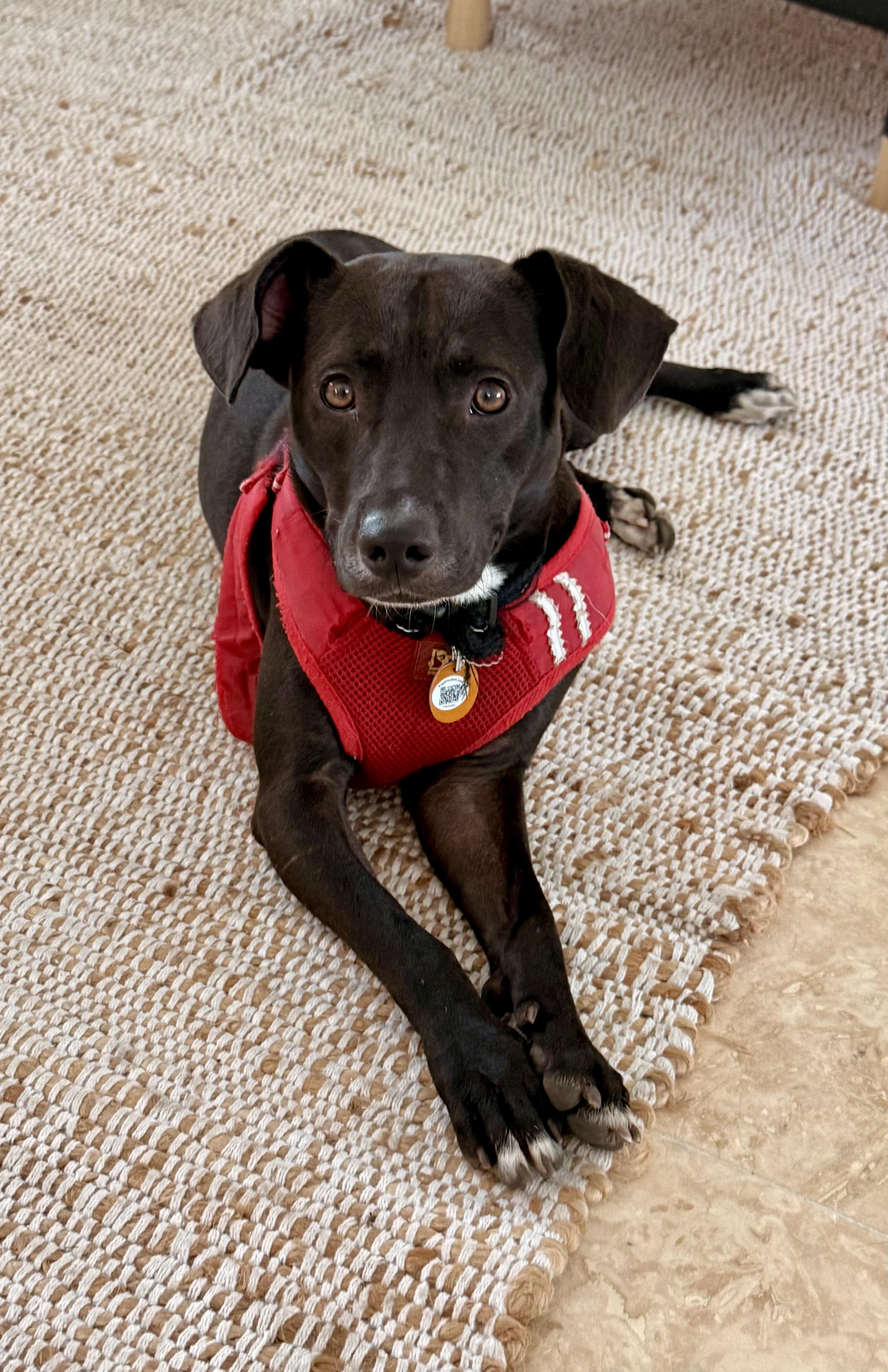 Buddy Boy - Loving, Smart, Cuddly, Small, vaccinated & neutered - LOW FEE, Adoptable, Young Male Labrador Retriever & Border Collie.