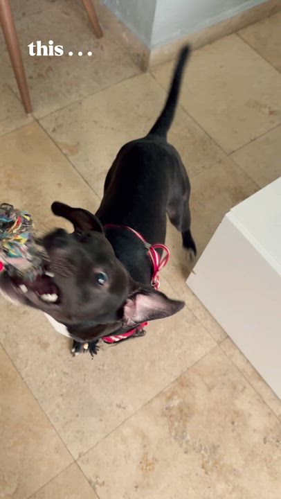Enlarge Buddy Boy - Loving, Smart, Cuddly, Small, vaccinated & neutered - LOW FEE, a Adoptable mixed breed in Isabela, PR video 2/6
