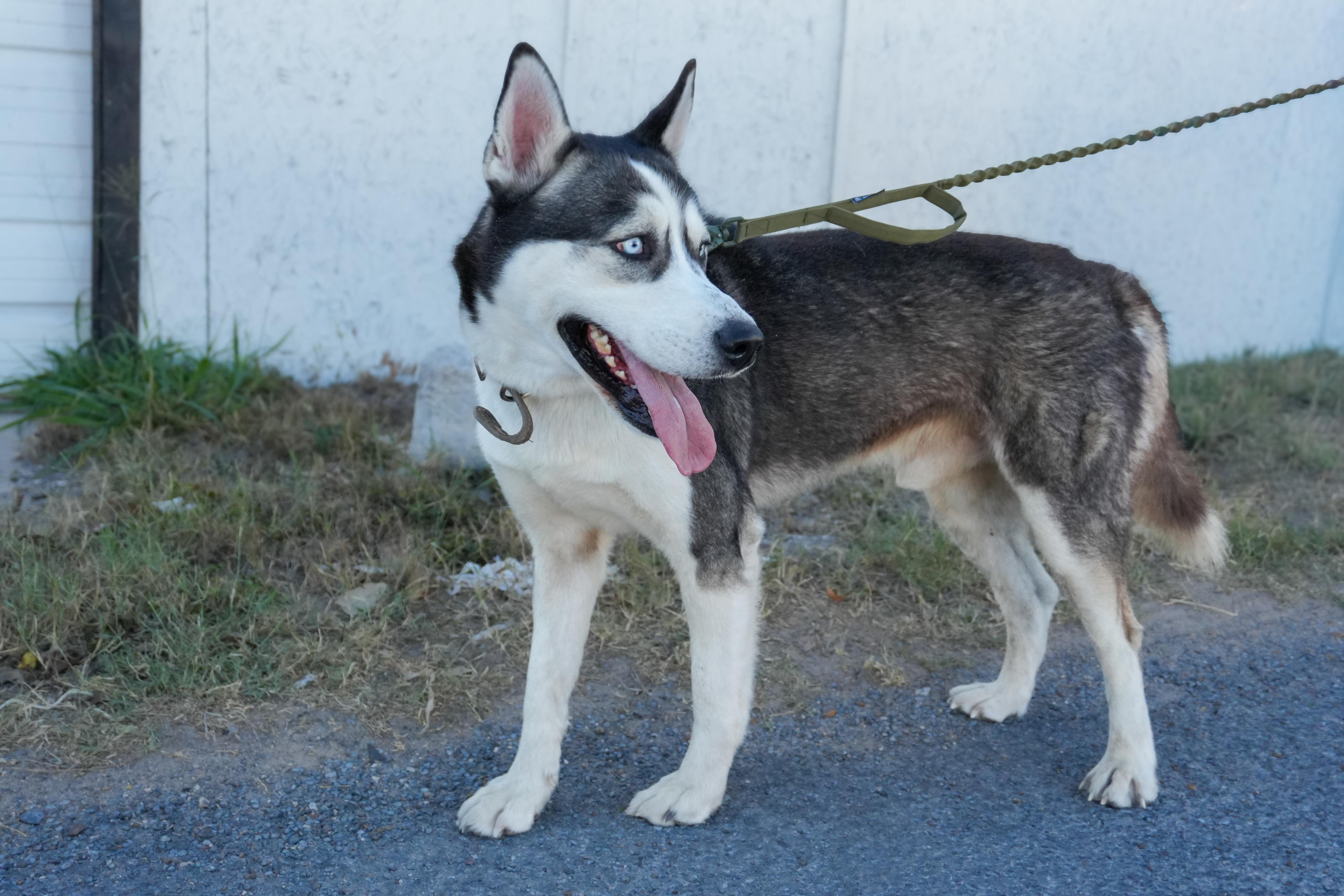 Enlarge Oreo, a Adoptable Husky in Falls Church, VA image 4/6
