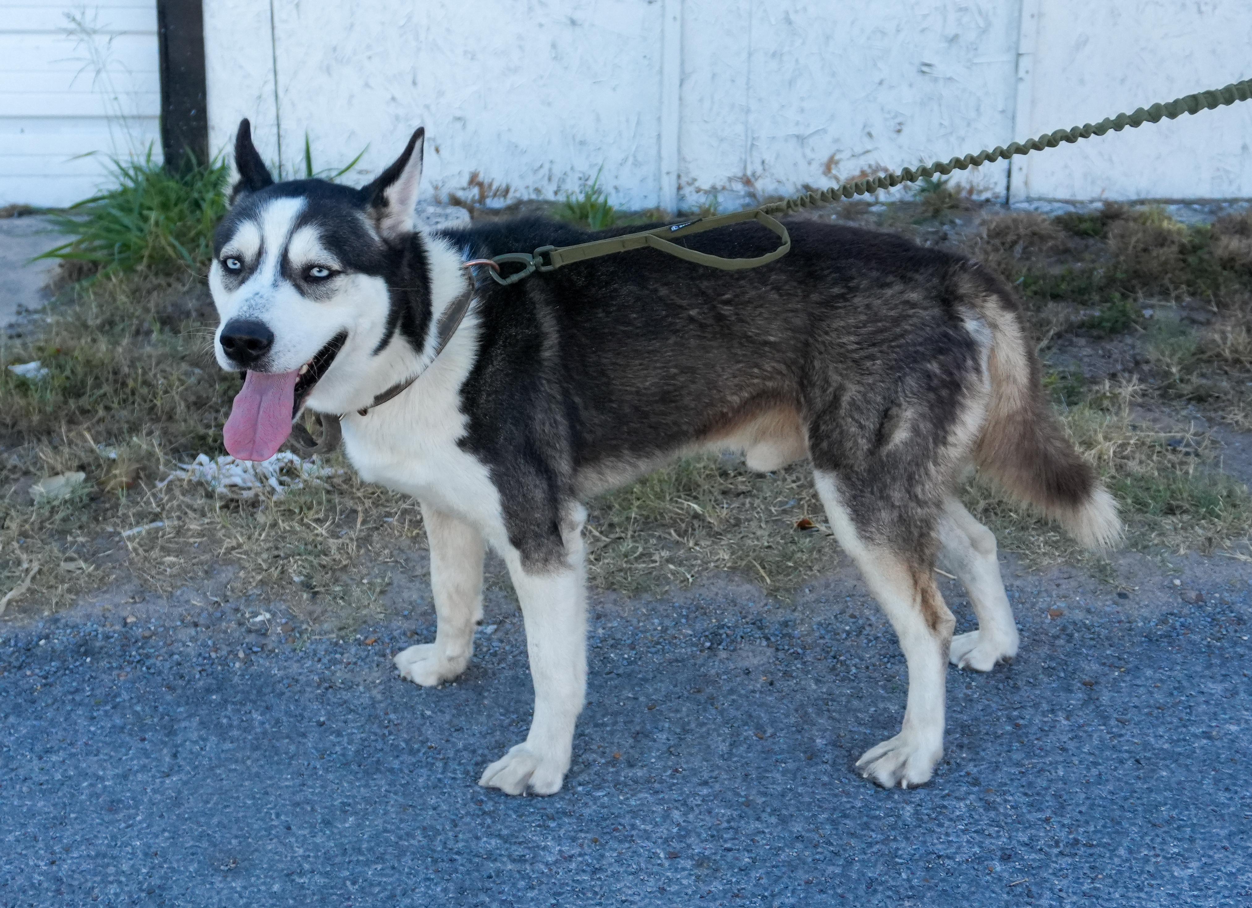 Enlarge Oreo, a Adoptable Husky in Falls Church, VA image 6/6