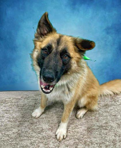 Enlarge Luca, a Adoptable mixed breed in Seagoville, TX image 1/3