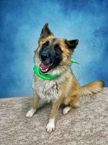 Enlarge Luca, a Adoptable mixed breed in Seagoville, TX image 3/3
