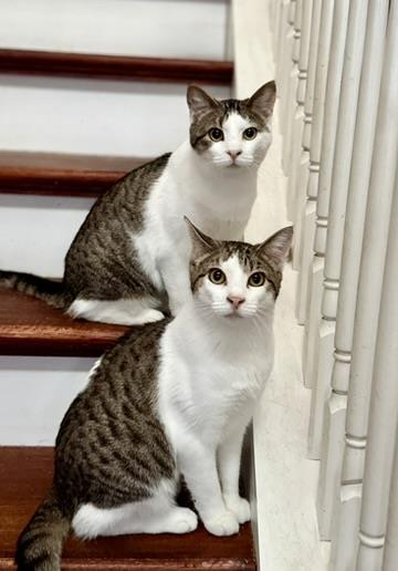 Brittany, Adoptable, Kitten Female Domestic Short Hair & Domestic Short Hair.
