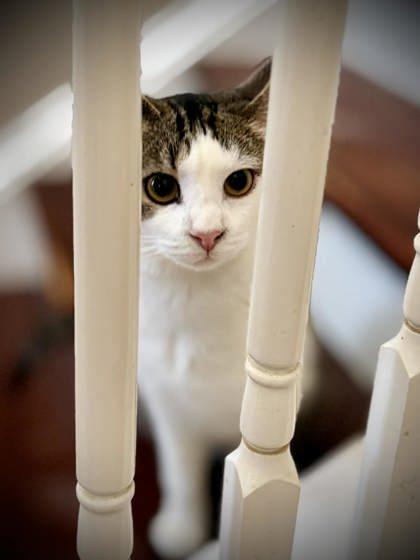Brittany, Adoptable, Kitten Female Domestic Short Hair & Domestic Short Hair.