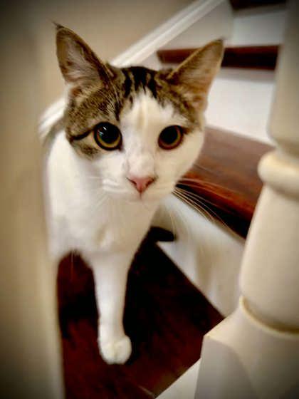 Enlarge Brittany, a Adoptable mixed breed in Malvern, PA image 3/3