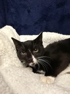 Enlarge Freedom, a Adoptable Domestic Short Hair in Johnson City, TN image 1/2