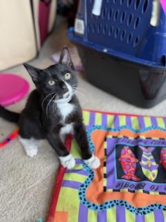 Enlarge Freedom, a Adoptable Domestic Short Hair in Johnson City, TN image 2/2