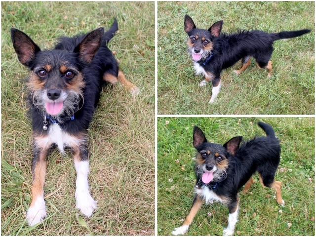 Enlarge SOCKS, a Adoptable mixed breed in Fort Wayne, IN image 1/1
