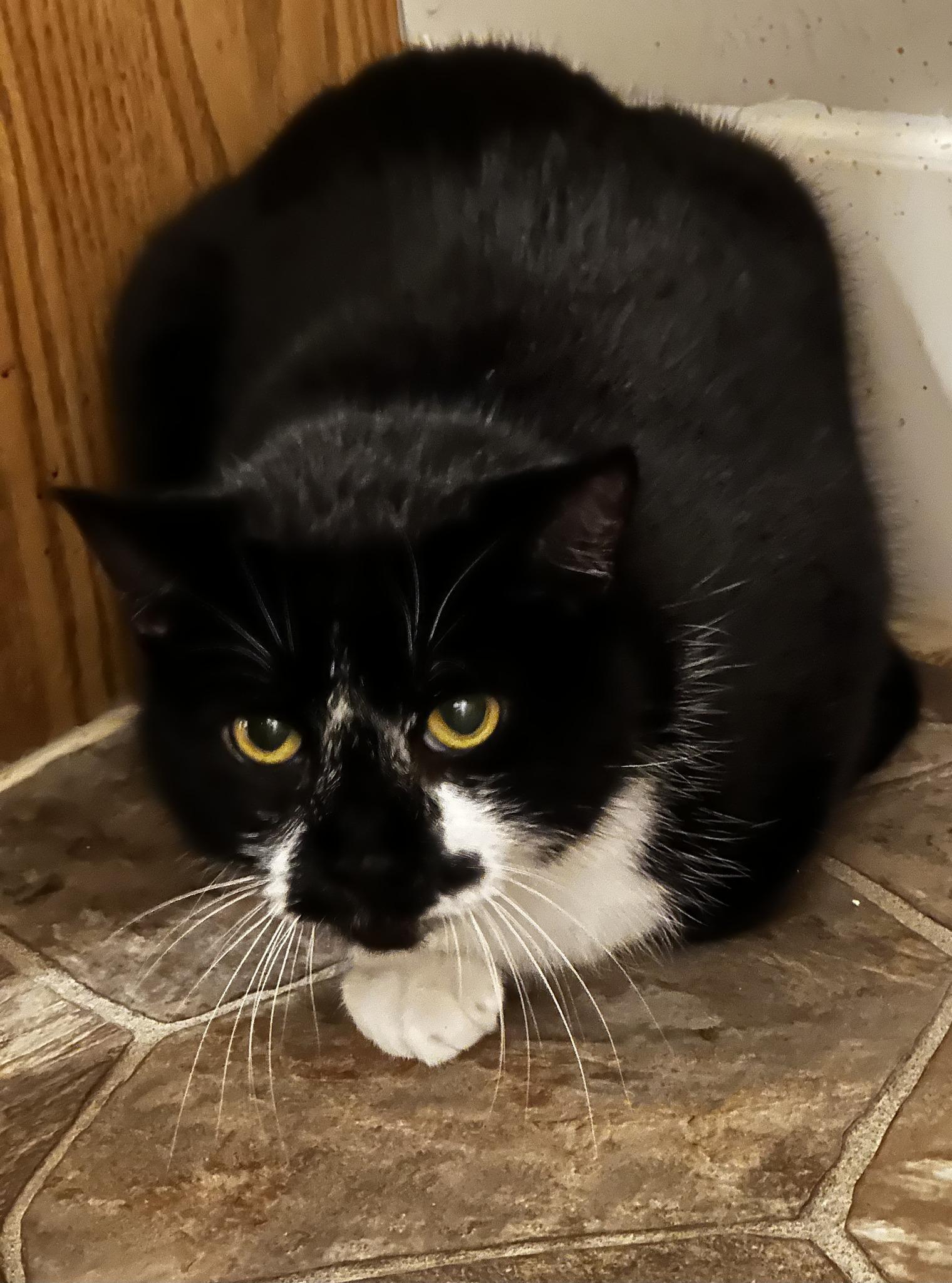 Enlarge Simba, a ADOPTABLE Tuxedo in BURNABY, BC image 1/1