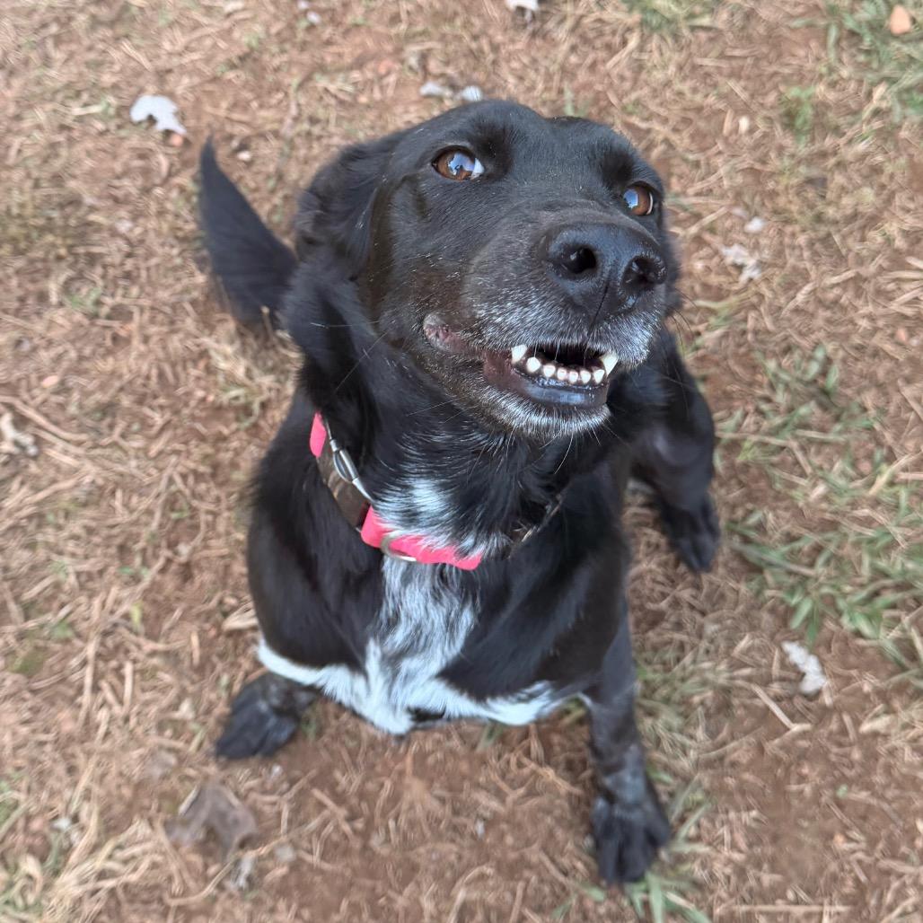 Flicka, Adoptable, Adult Female Mixed Breed.