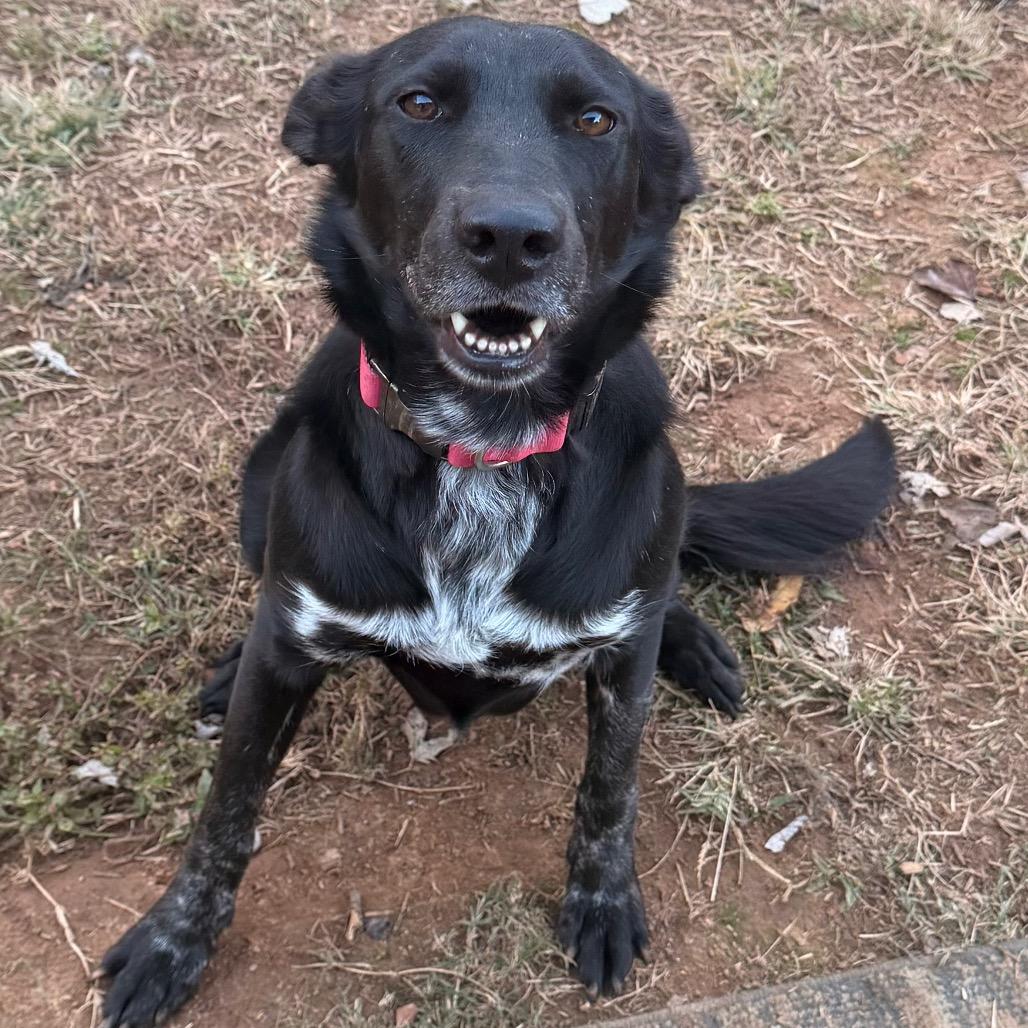Enlarge Flicka, a Adoptable Mixed Breed in Huntsville, AL image 2/3