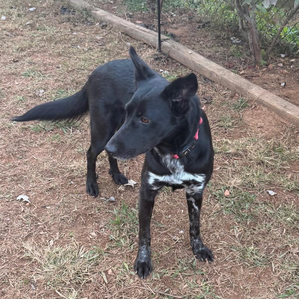 Enlarge Flicka, a Adoptable Mixed Breed in Huntsville, AL image 3/3