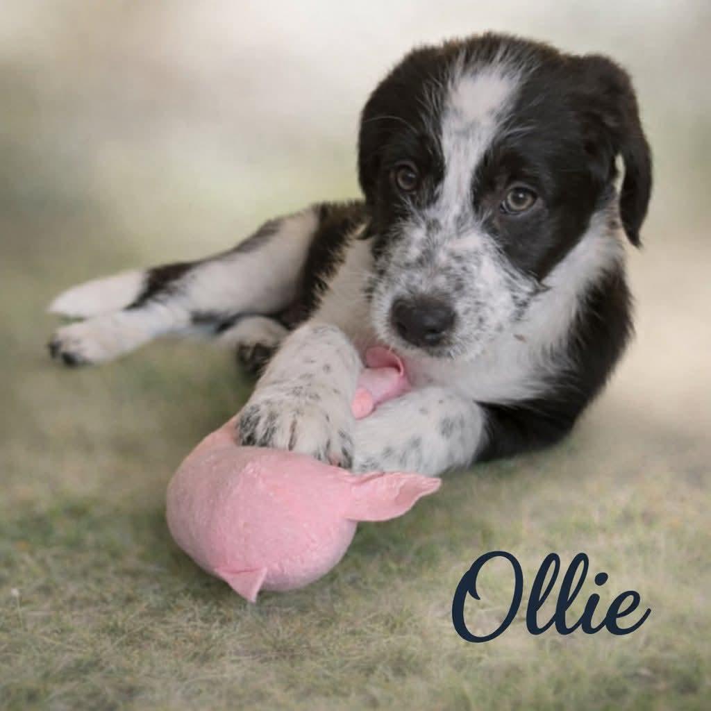 Ollie, Adoptable, Young Male Bearded Collie & Labrador Retriever.