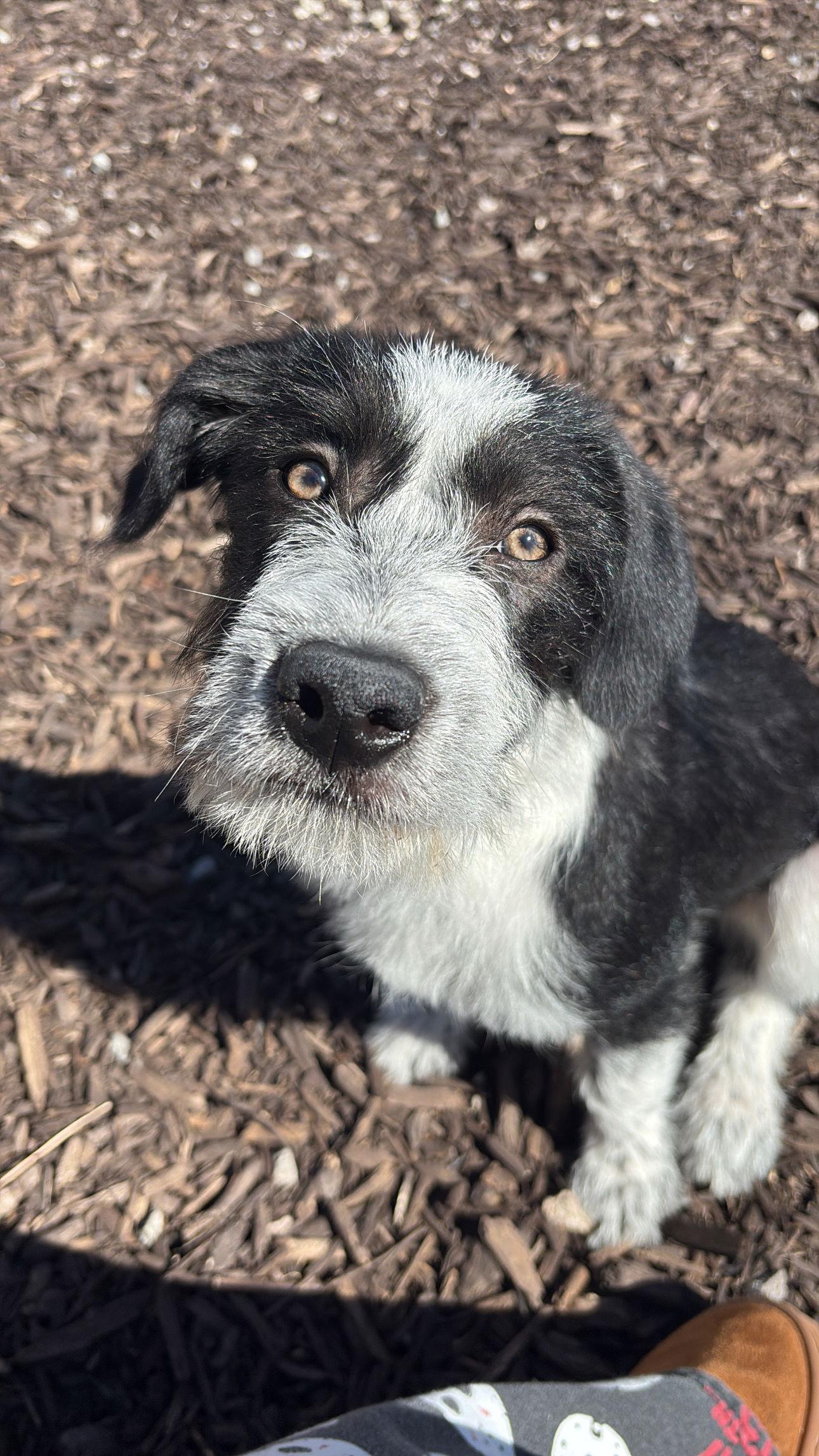 Enlarge Ollie, a Adoptable mixed breed in Midway, UT image 2/2