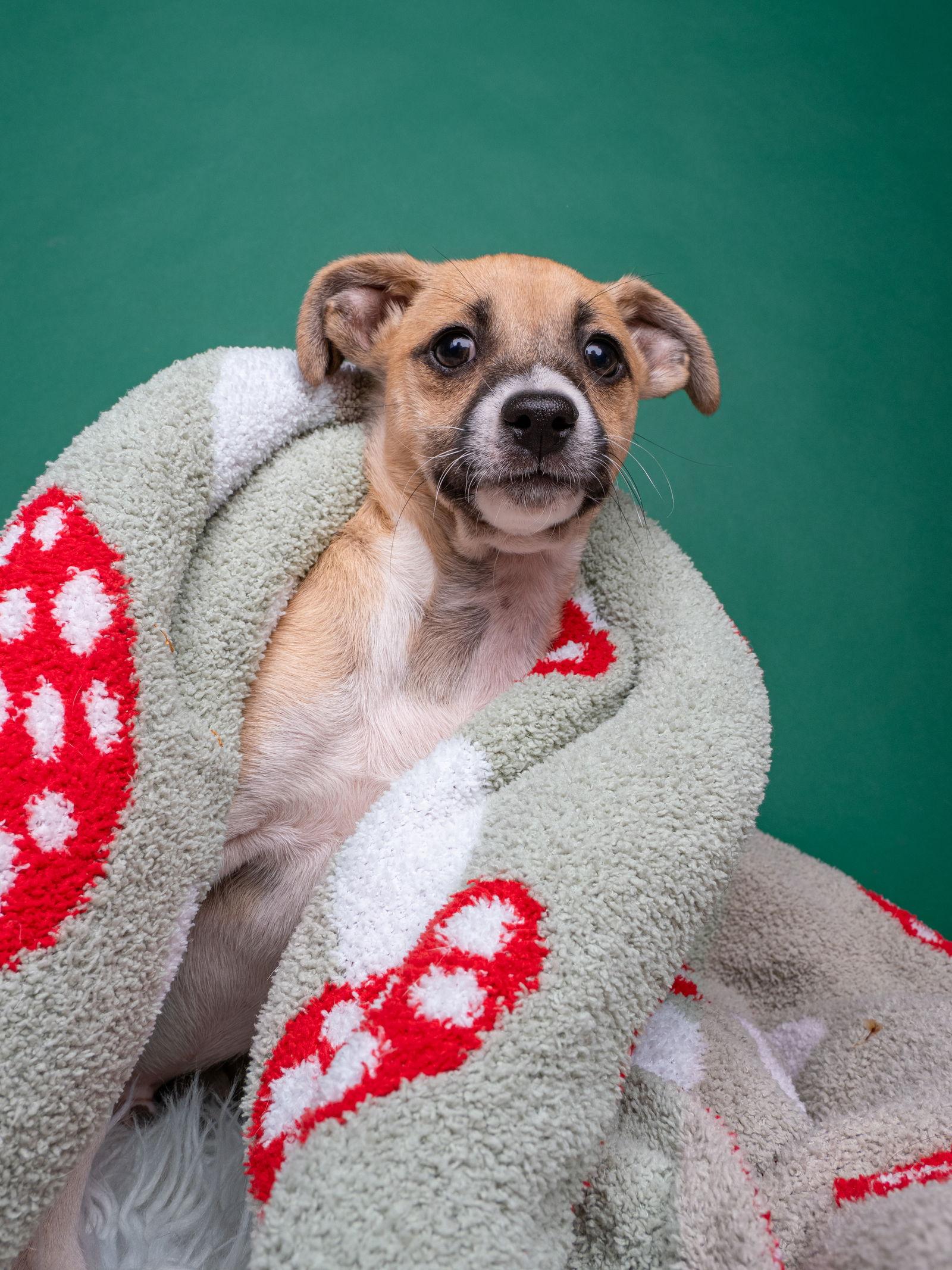 Tomato: Roma, Adoptable, Puppy Male Chihuahua.