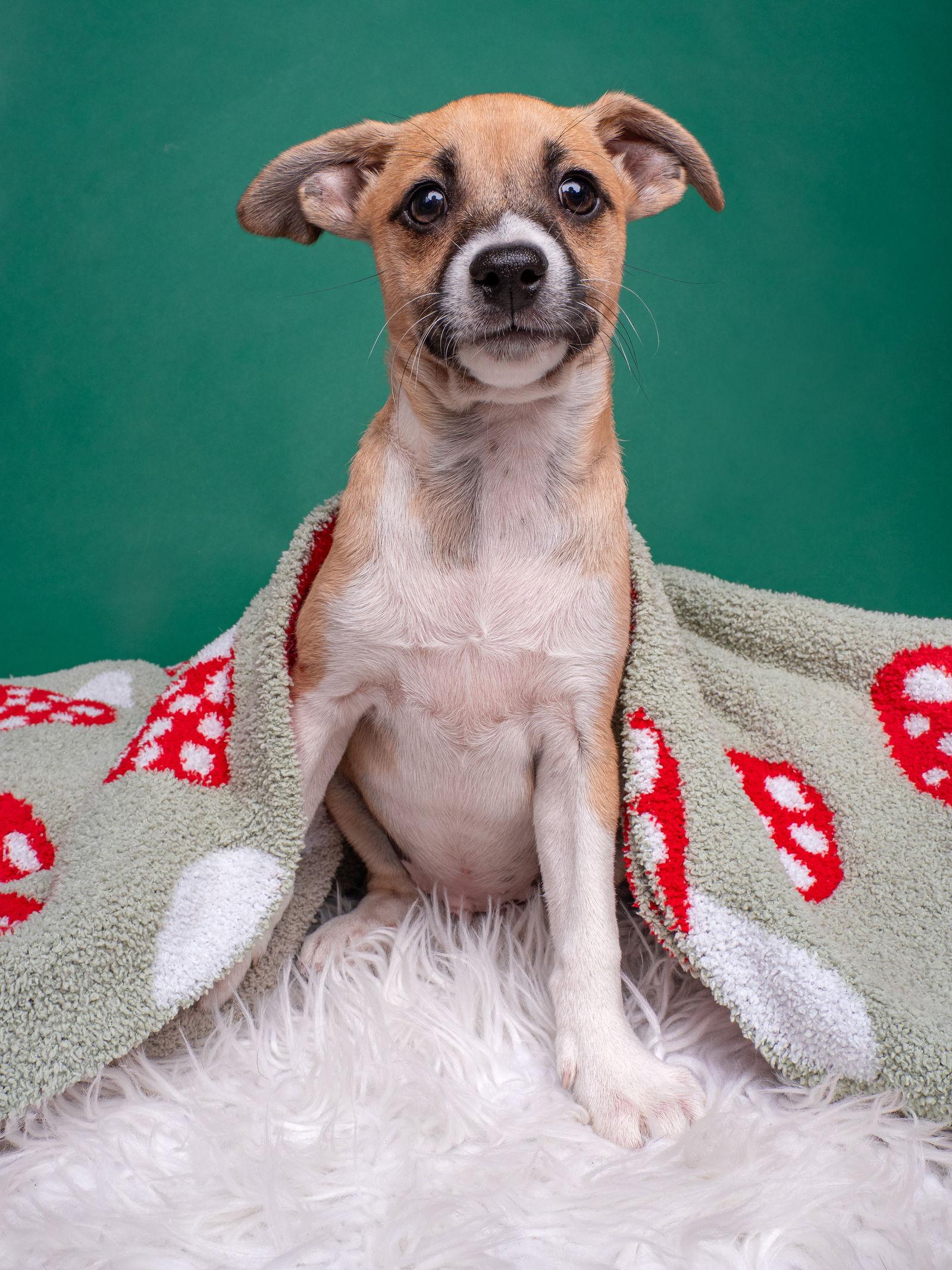 Enlarge Tomato: Roma, a Adoptable Chihuahua in Palo Alto, CA image 2/3