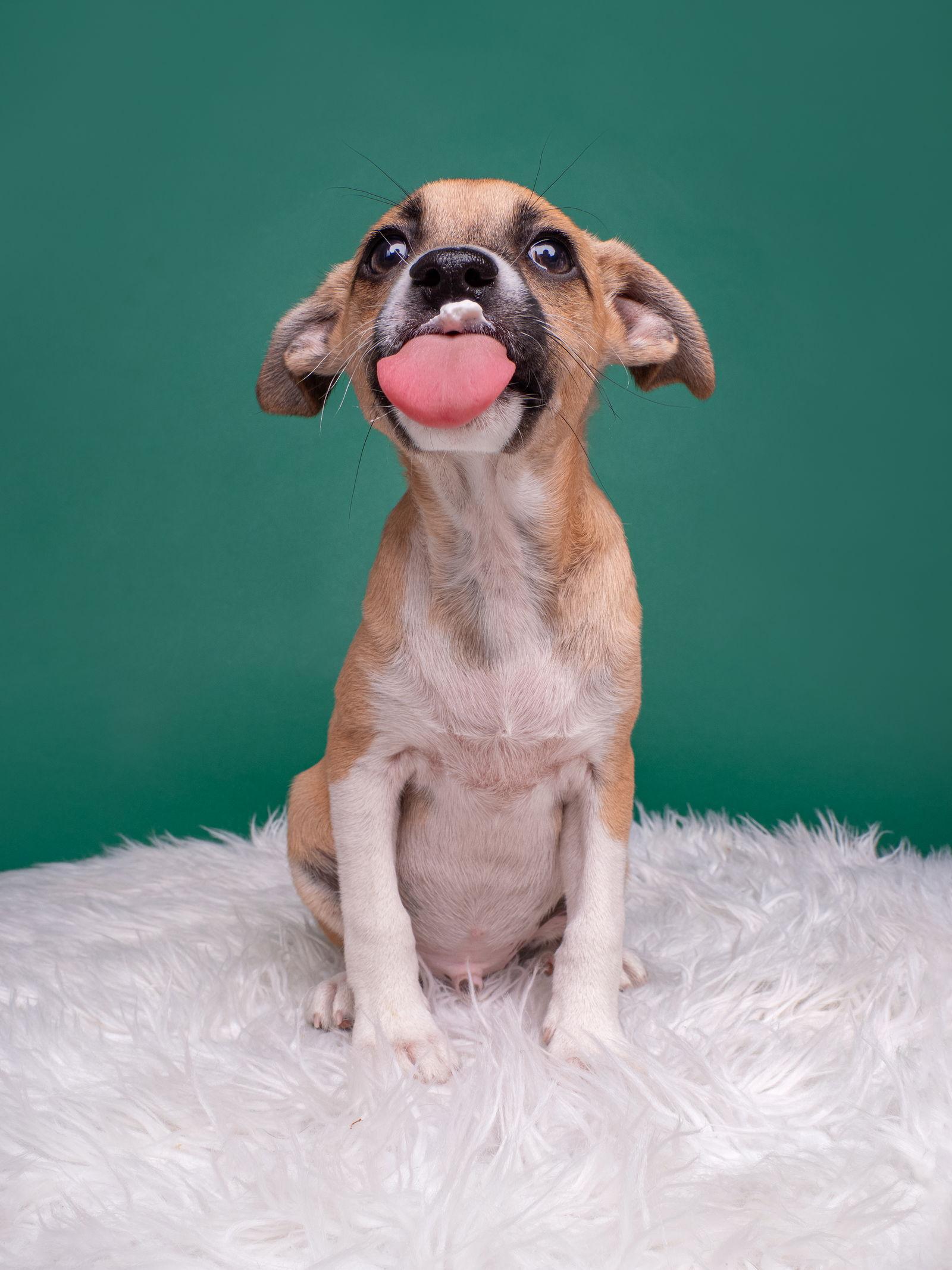 Enlarge Tomato: Roma, a Adoptable Chihuahua in Palo Alto, CA image 3/3