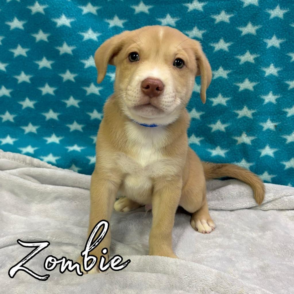 Zombie, Adoptable, Puppy Male Retriever & Mixed Breed.