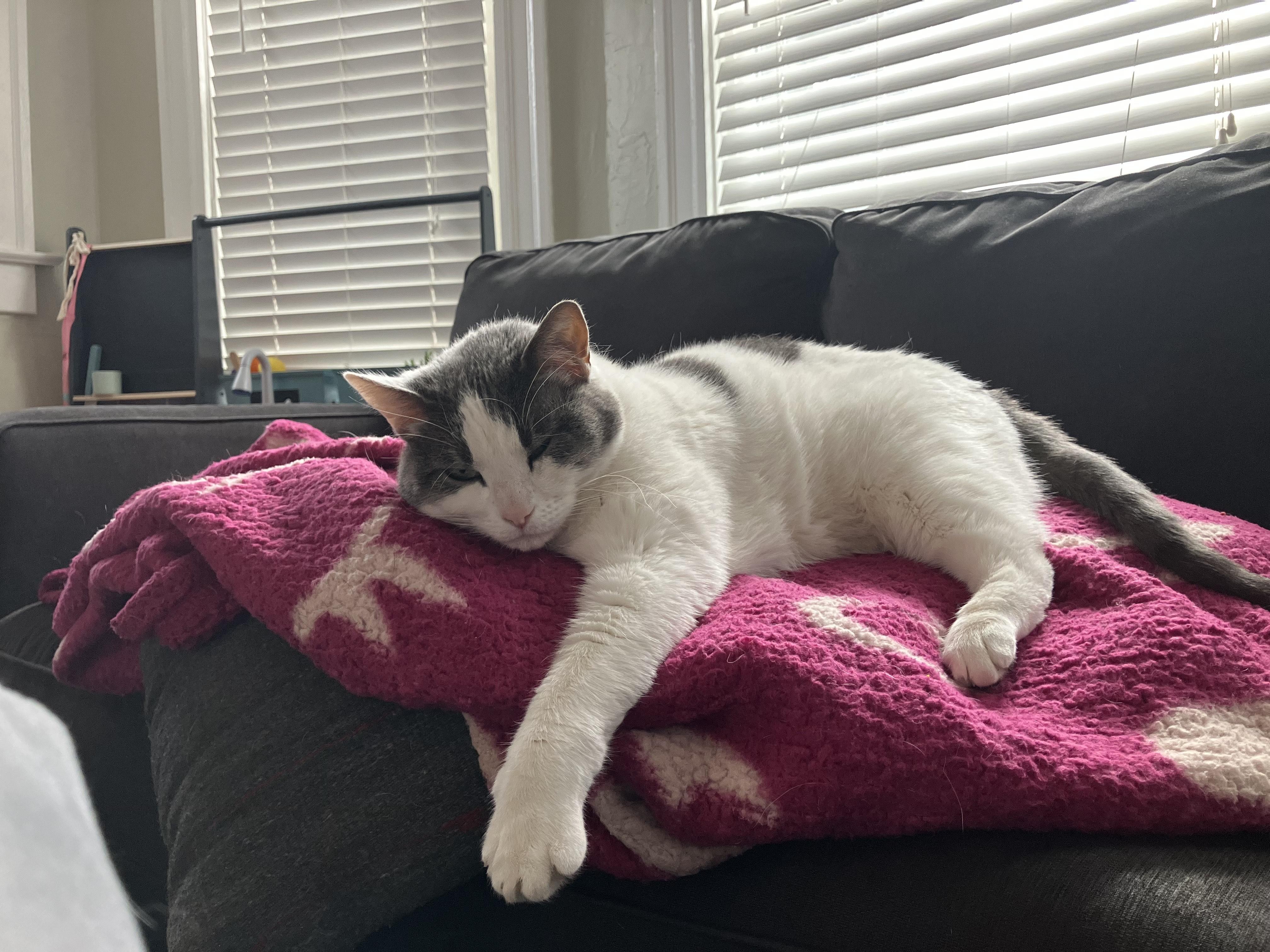 Enlarge Luna, a ADOPTABLE Domestic Short Hair in Lakewood, CO image 5/5