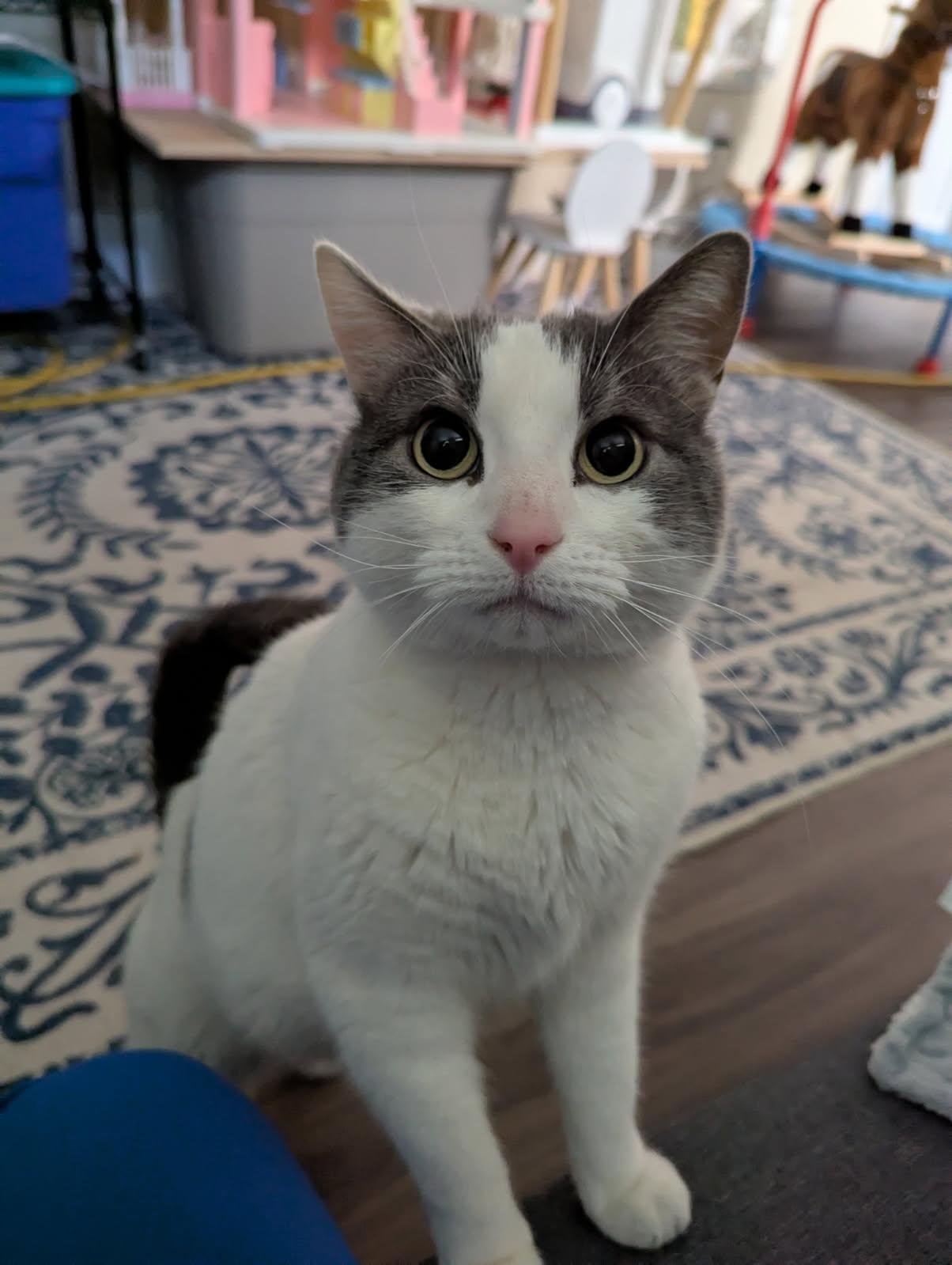 Enlarge Luna, a ADOPTABLE Domestic Short Hair in Lakewood, CO image 2/5