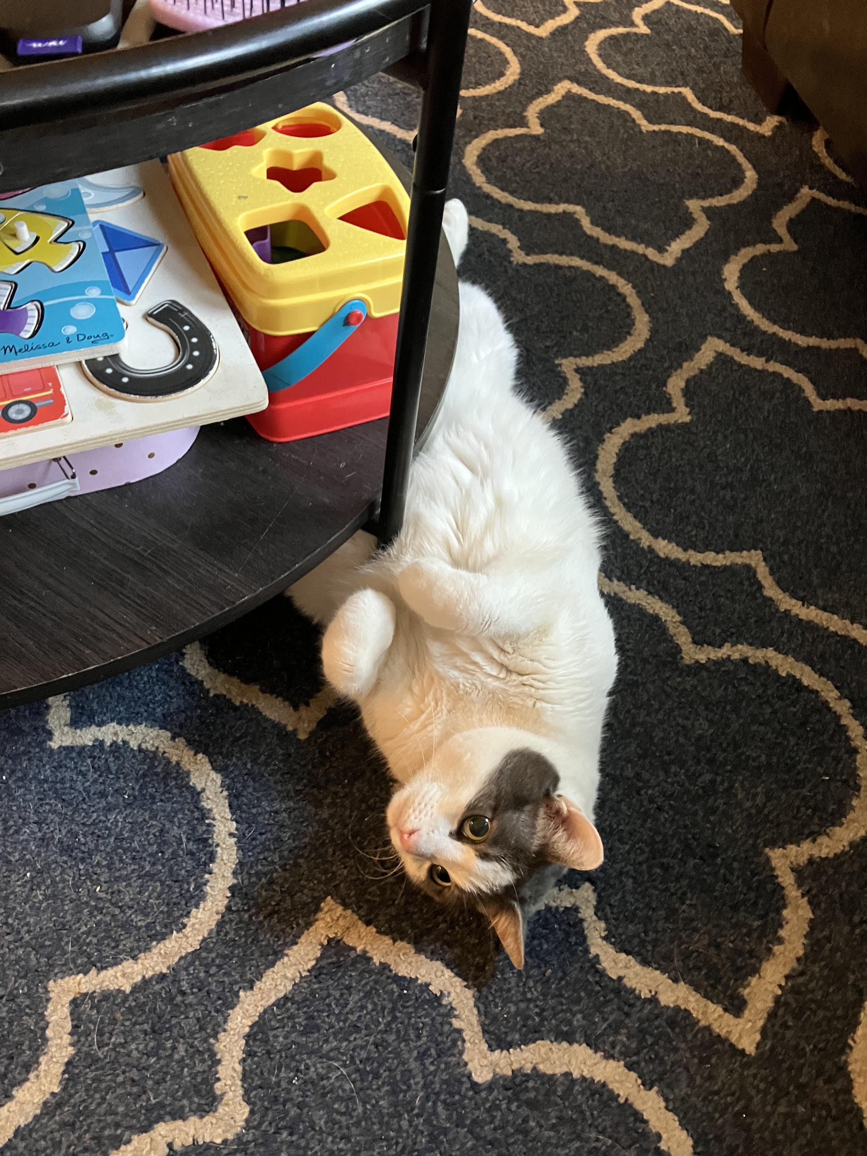 Enlarge Luna, a ADOPTABLE Domestic Short Hair in Lakewood, CO image 3/5